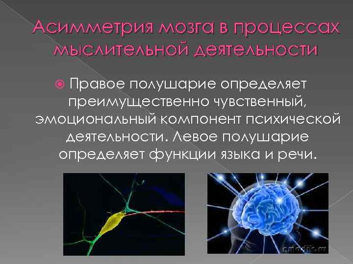 Асимметрия мозга в процессах мыслительной деятельности Правое полушарие определяет преимущественно чувственный, эмоциональный компонент психической