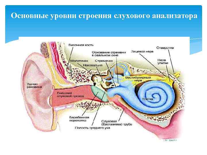 Анатомическое строение слухового анализатора