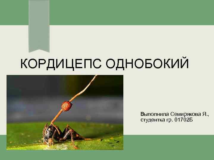 КОРДИЦЕПС ОДНОБОКИЙ Выполнила Семирякова Я. , студентка гр. 01702 Б 