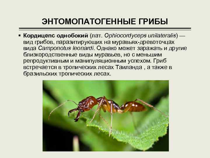 ЭНТОМОПАТОГЕННЫЕ ГРИБЫ § Кордицепс однобокий (лат. Ophiocordyceps unilateralis) — вид грибов, паразитирующих на муравьях-древоточцах