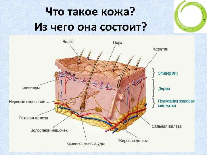 Что такое кожа? Из чего она состоит? 5 