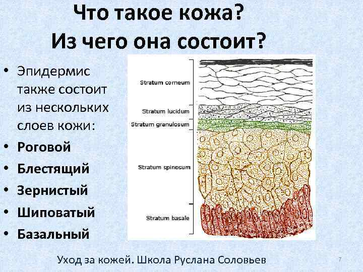 Что такое кожа? Из чего она состоит? • Эпидермис также состоит из нескольких слоев