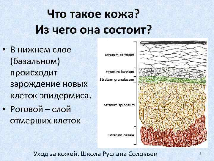 Что такое кожа? Из чего она состоит? • В нижнем слое (базальном) происходит зарождение