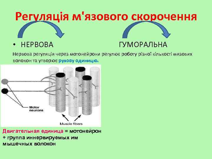 Регуляція м'язового скорочення • НЕРВОВА ГУМОРАЛЬНА Нервова регуляція через мотонейрони регулює роботу різної кількості