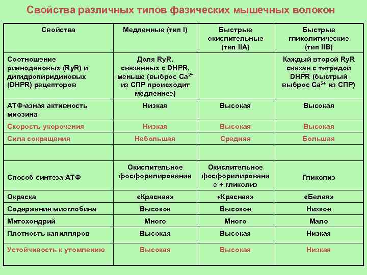 Свойства различных типов фазических мышечных волокон Свойства Медленные (тип I) Быстрые окислительные (тип IIA)