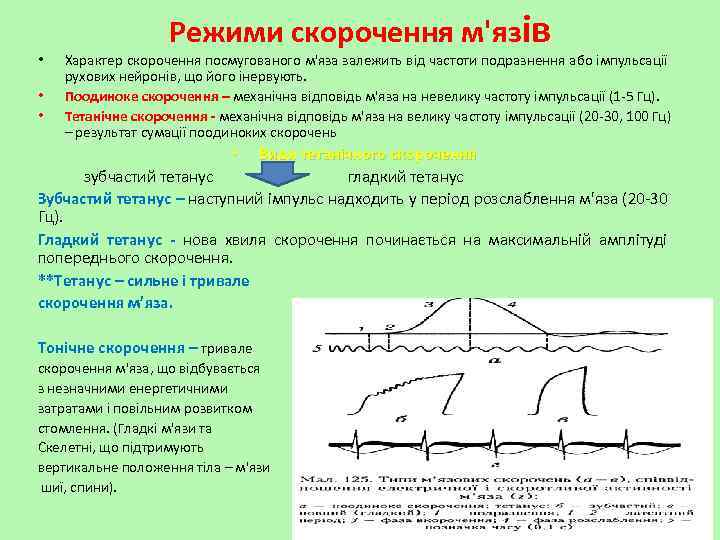  • • • Режими скорочення м'язів Характер скорочення посмугованого м'яза залежить від частоти