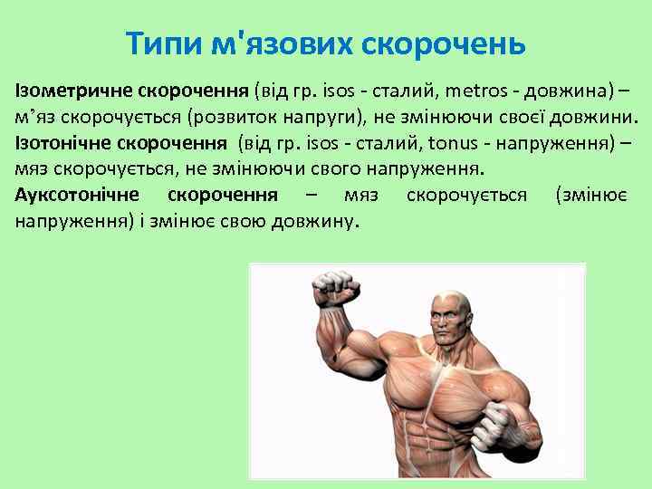 Типи м'язових скорочень Ізометричне скорочення (від гр. isos - сталий, metros - довжина) –