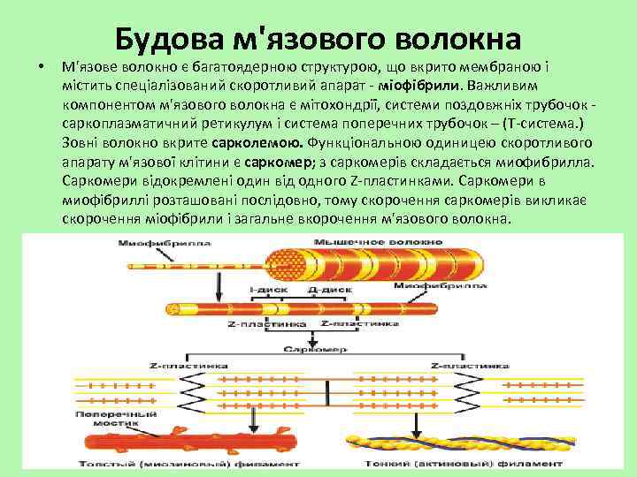  • Будова м'язового волокна М'язове волокно є багатоядерною структурою, що вкрито мембраною і