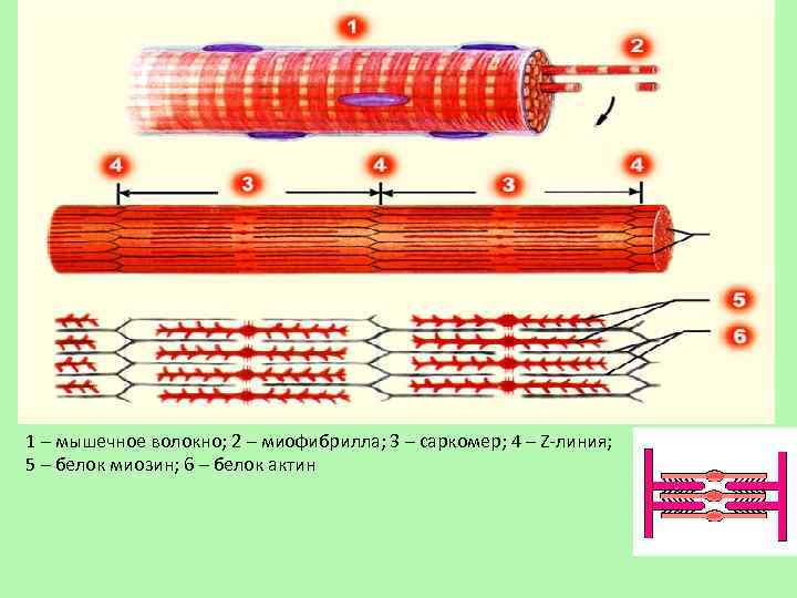 Схема строения мышечного волокна