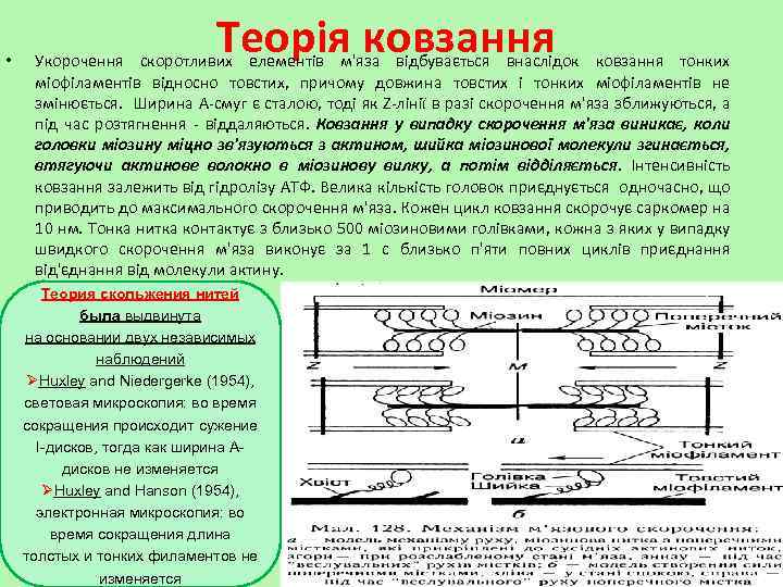  • Теорія ковзання Укорочення скоротливих елементів м'яза відбувається внаслідок ковзання тонких міофіламентів відносно