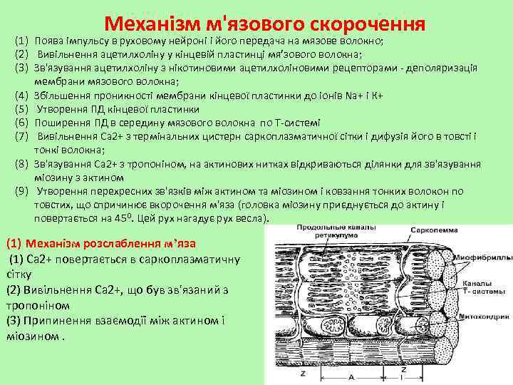 Механізм м'язового скорочення (1) Поява імпульсу в руховому нейроні і його передача на мязове