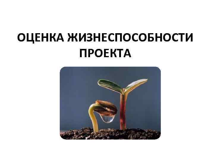 Жизнеспособность проекта это