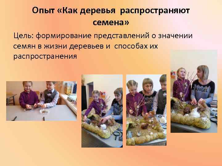 Опыт «Как деревья распространяют семена» Цель: формирование представлений о значении семян в жизни деревьев