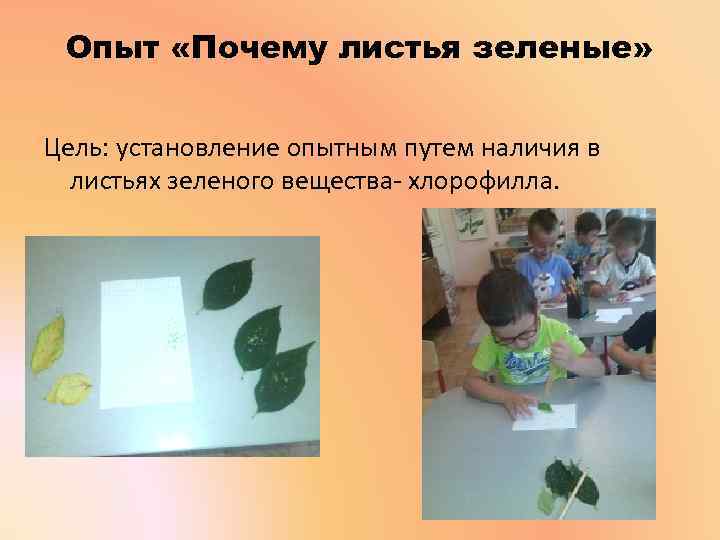 Опыт «Почему листья зеленые» Цель: установление опытным путем наличия в листьях зеленого вещества- хлорофилла.