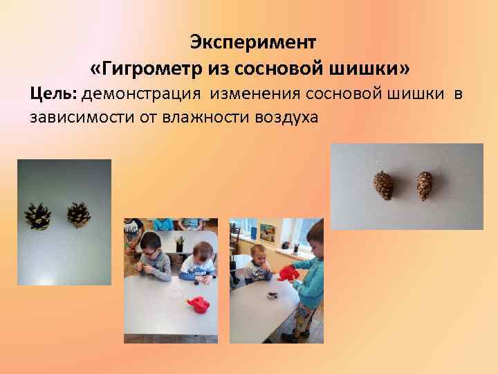 Эксперимент «Гигрометр из сосновой шишки» Цель: демонстрация изменения сосновой шишки в зависимости от влажности
