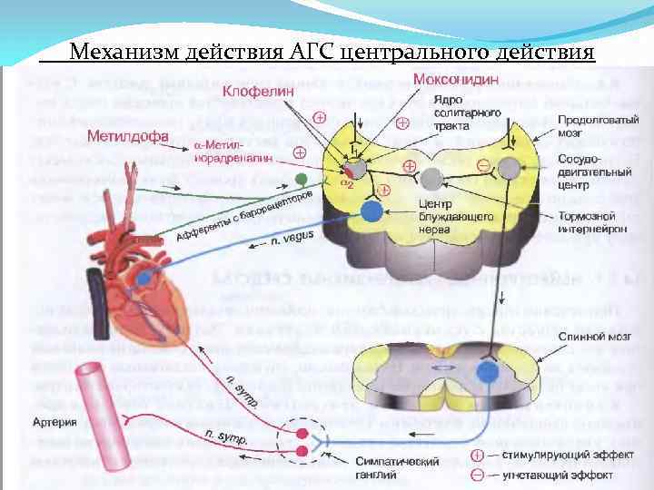  Механизм действия АГС центрального действия 