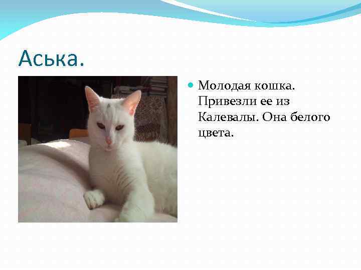 Аська. Молодая кошка. Привезли ее из Калевалы. Она белого цвета. 