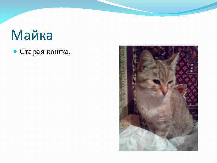 Майка Старая кошка. 