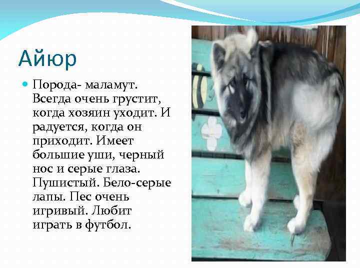 Айюр Порода- маламут. Всегда очень грустит, когда хозяин уходит. И радуется, когда он приходит.