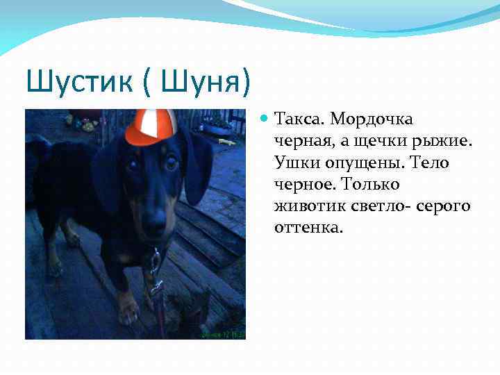 Шустик ( Шуня) Такса. Мордочка черная, а щечки рыжие. Ушки опущены. Тело черное. Только
