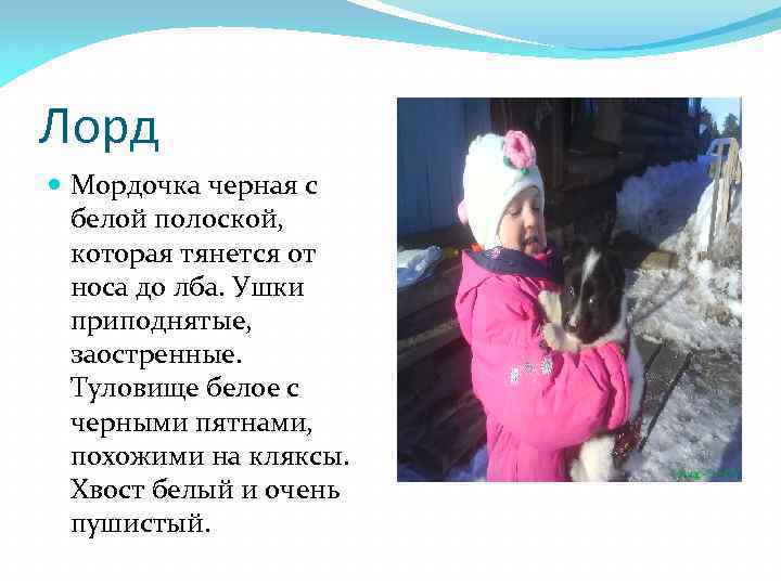 Лорд Мордочка черная с белой полоской, которая тянется от носа до лба. Ушки приподнятые,