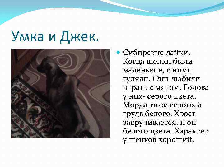 Умка и Джек. Сибирские лайки. Когда щенки были маленькие, с ними гуляли. Они любили