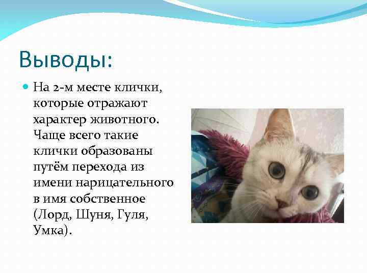 Выводы: На 2 -м месте клички, которые отражают характер животного. Чаще всего такие клички