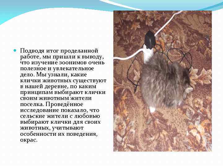  Подводя итог проделанной работе, мы пришли к выводу, что изучение зоонимов очень полезное