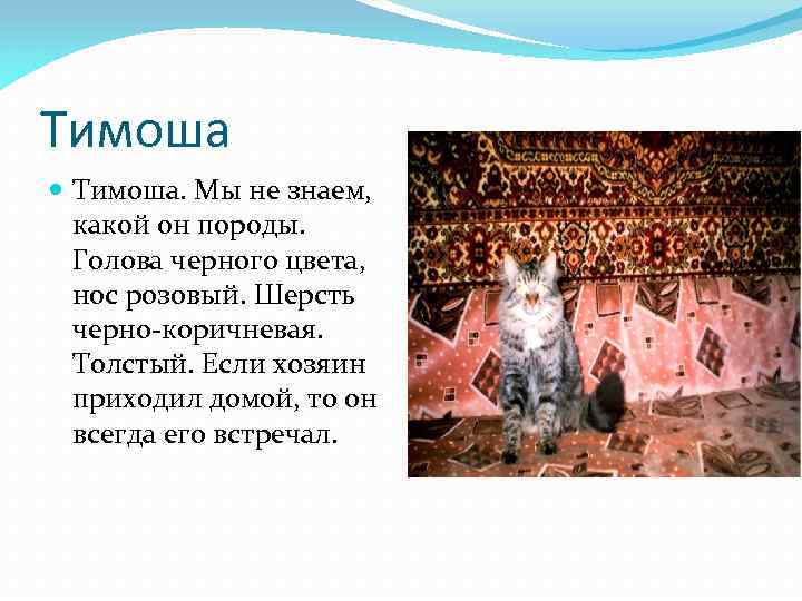 Тимоша Тимоша. Мы не знаем, какой он породы. Голова черного цвета, нос розовый. Шерсть