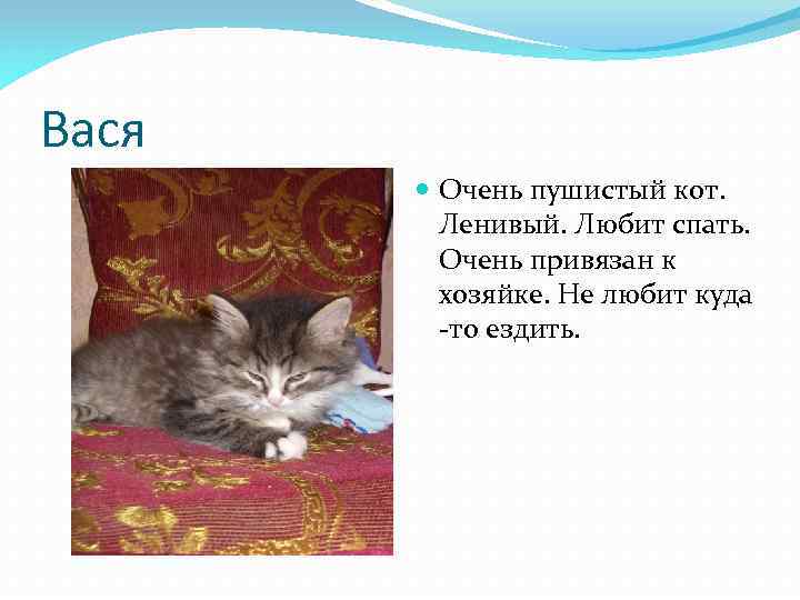Вася Очень пушистый кот. Ленивый. Любит спать. Очень привязан к хозяйке. Не любит куда