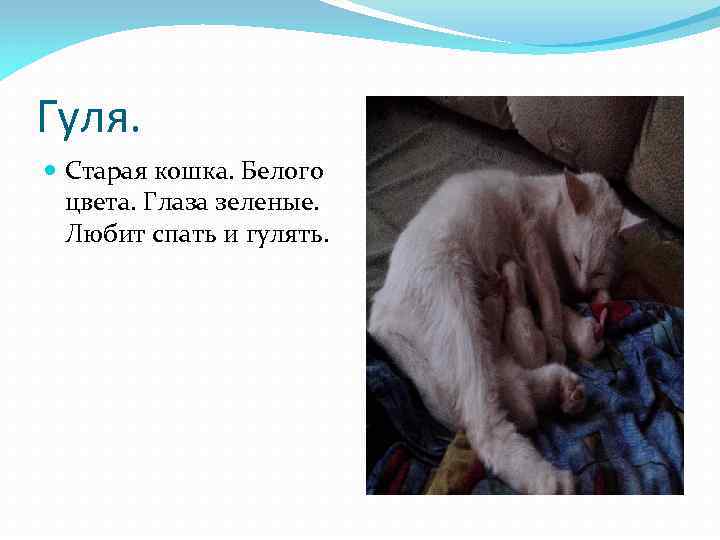 Гуля. Старая кошка. Белого цвета. Глаза зеленые. Любит спать и гулять. 