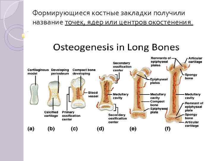 Формирующиеся костные закладки получили название точек, ядер или центров окостенения. 