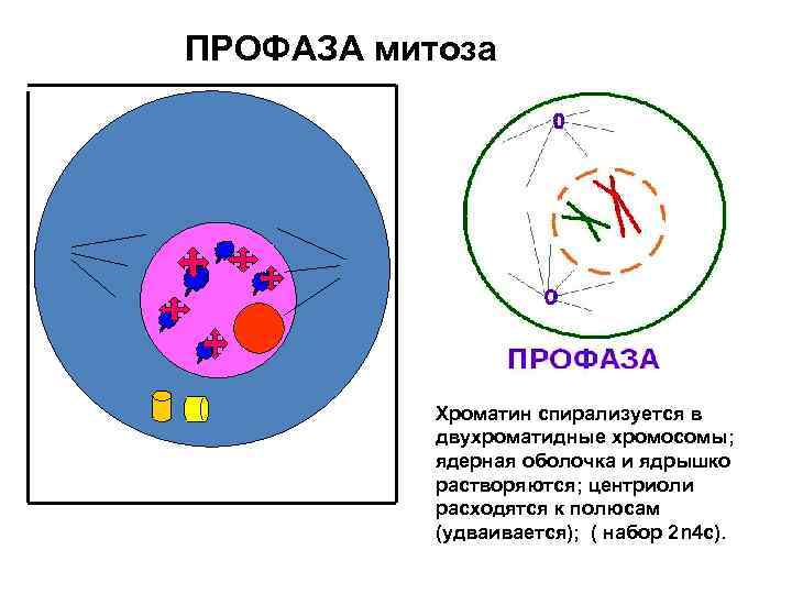 Профаза митоза