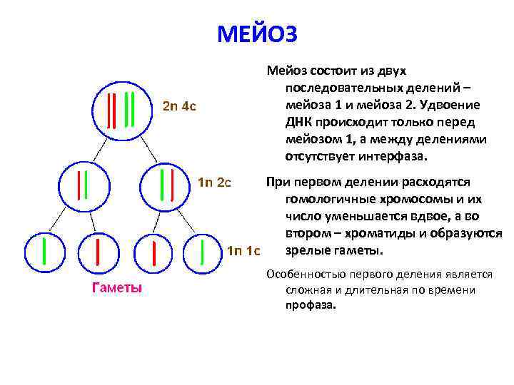 Число хромосом и днк в мейозе. Набор хромосом при мейозе 1. Схема мейоза с набором хромосом и ДНК. Мейоз набор хромосом. Набор хромосом перед мейозом 1.