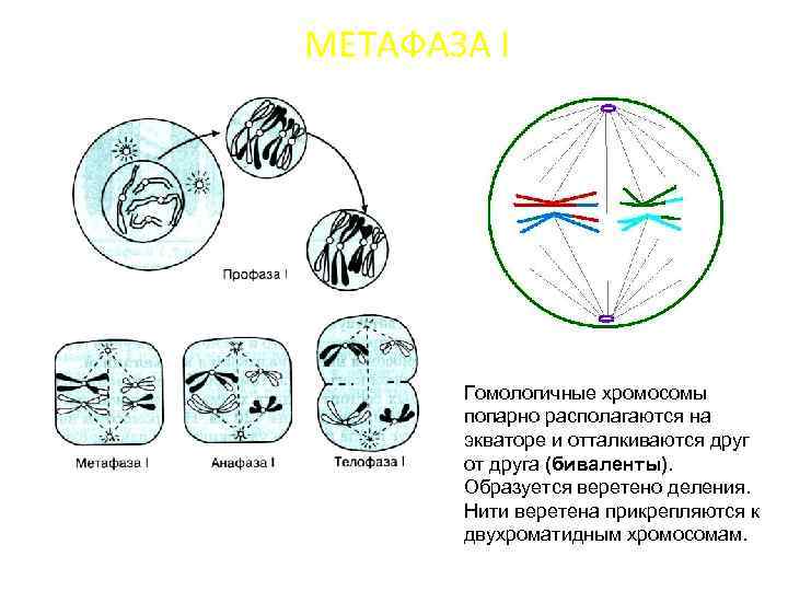 Нити веретена деления