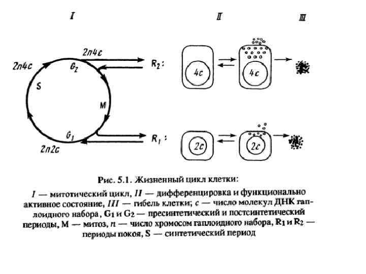 Схема митотического цикла