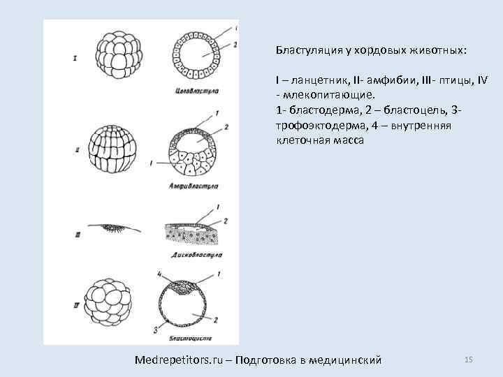 Схема развития ланцетника