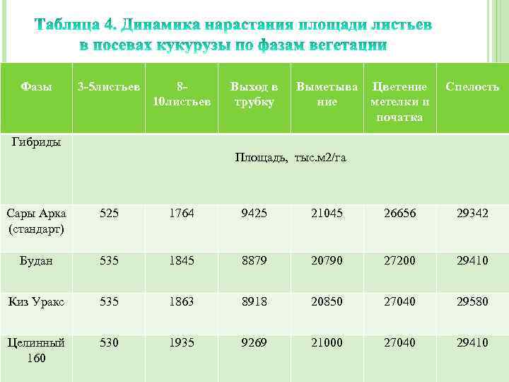 Фазы 3 -5 листьев 810 листьев Выход в трубку Выметыва Цветение метелки и початка