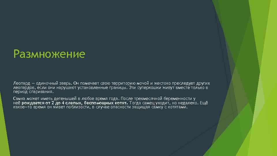 Размножение Леопард — одиночный зверь. Он помечает свою территорию мочой и жестоко преследует других