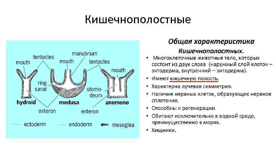 Кишечнополостные 