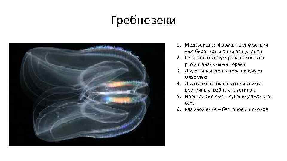 Гребневеки 1. Медузоидная форма, но симметрия уже бирадиальная из-за щупалец 2. Есть гастроваскулярная полость