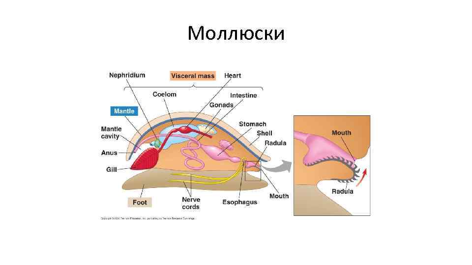 Моллюски 