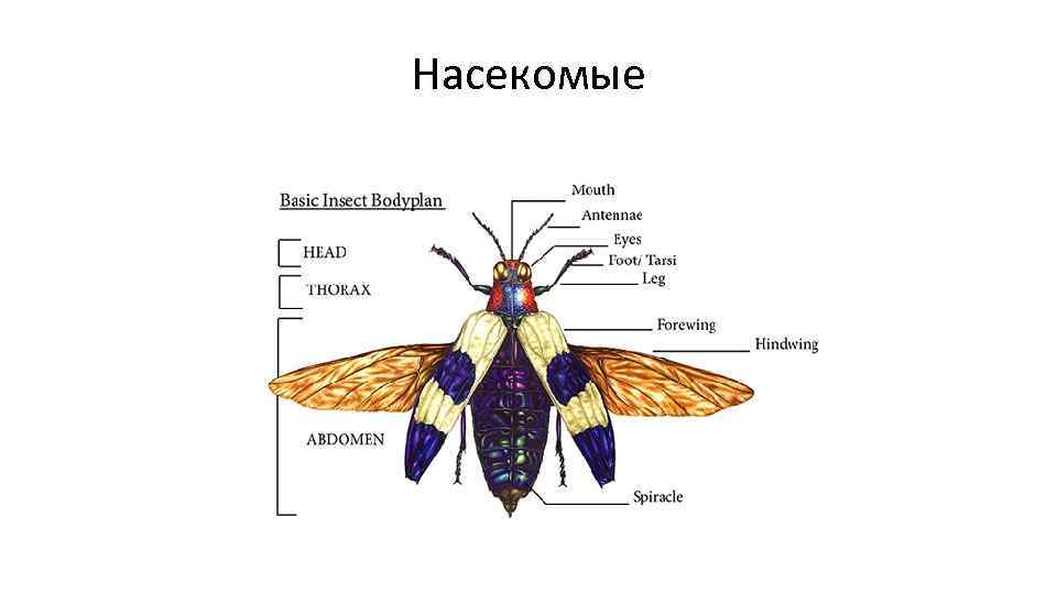 Насекомые 