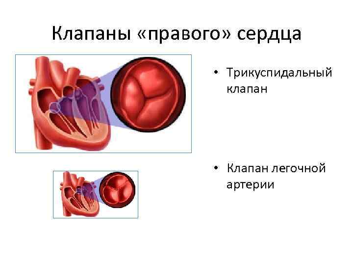 Регургитацией называется. Трикуспидальный клапан сердца регургитация 0-1 степени. Регургитация 1 степени трикуспидального клапана. Трикуспидальный клапан это трехстворчатый. Регургитация трикуспидального клапана 1-2 степени.