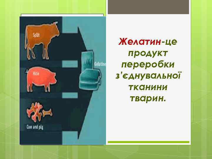 Желатин-це продукт переробки з’єднувальної тканини тварин. 