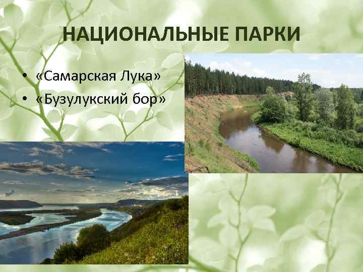 НАЦИОНАЛЬНЫЕ ПАРКИ • «Самарская Лука» • «Бузулукский бор» 