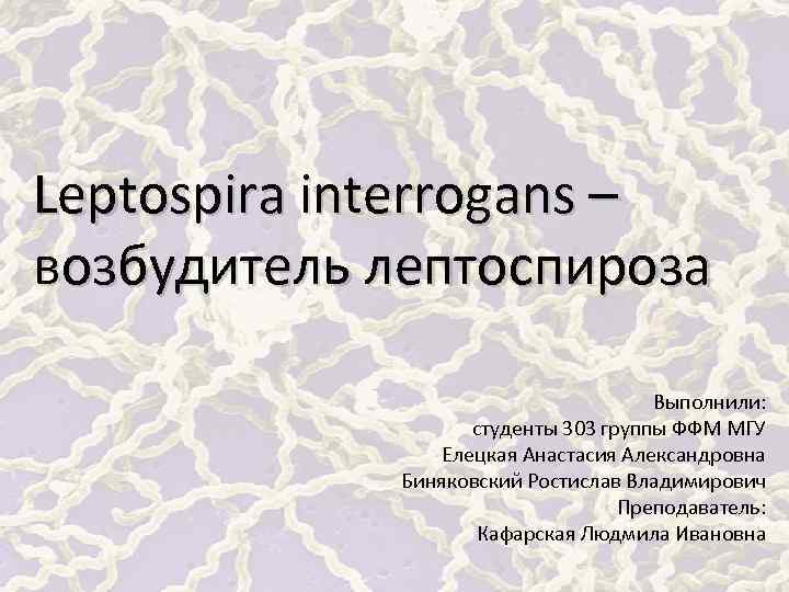 Leptospira interrogans – возбудитель лептоспироза Выполнили: студенты 303 группы ФФМ МГУ Елецкая Анастасия Александровна