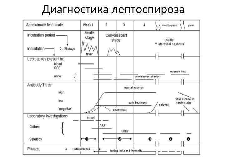 Диагностика лептоспироза 