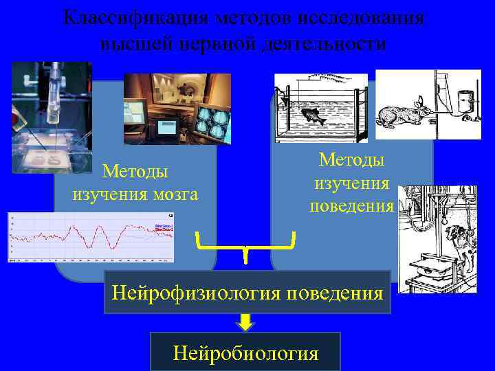 Классификация методов исследования высшей нервной деятельности Методы изучения мозга Методы изучения поведения Нейрофизиология поведения