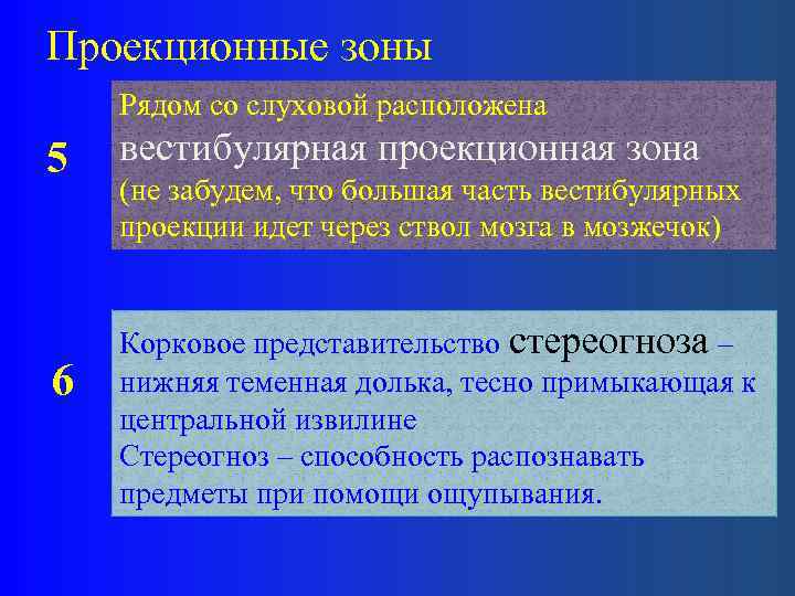 Проекционные зоны Рядом со слуховой расположена 5 6 вестибулярная проекционная зона (не забудем, что